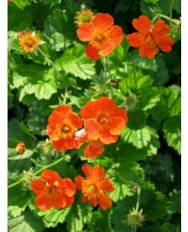 Nellikerod